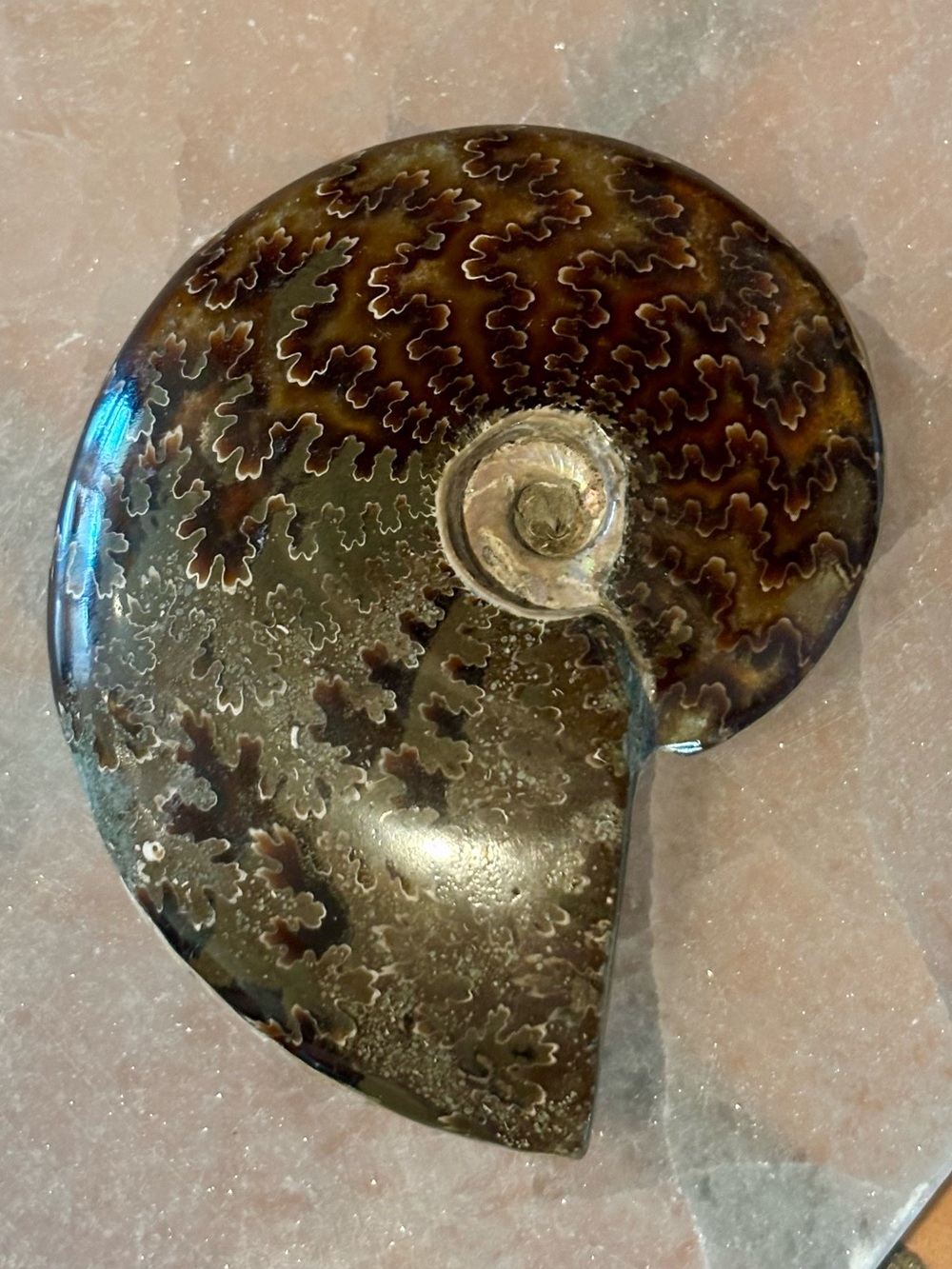 Ammonite Fossil Whole – Polished with Iridescent Shell & Gorgeous Patterns